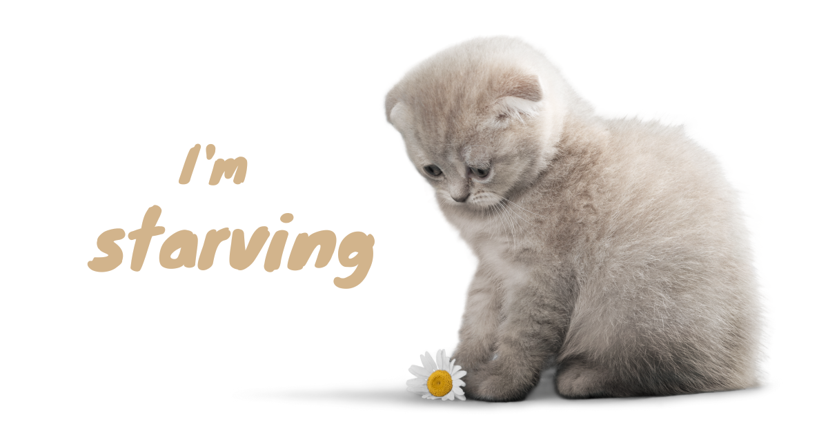 Okay fine... but seriously, I'm starving